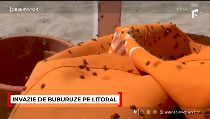 Cum se explică invazia buburuzelor de pe litoral. Turiștii pleacă revoltați de pe plajă