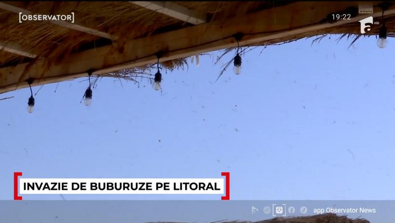 Cum se explică invazia buburuzelor de pe litoral. Turiștii pleacă revoltați de pe plajă