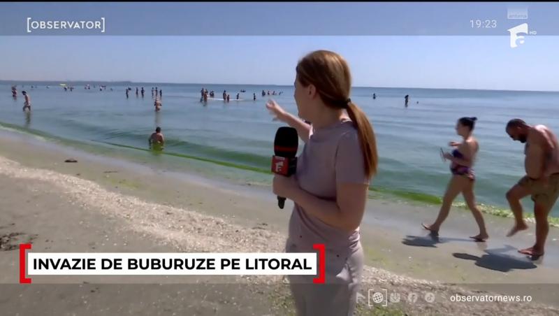 Cum se explică invazia buburuzelor de pe litoral. Turiștii pleacă revoltați de pe plajă