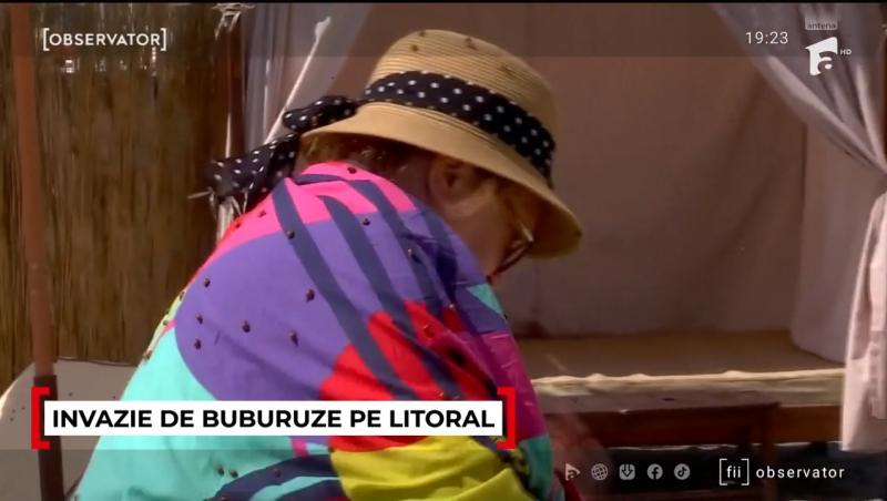 Cum se explică invazia buburuzelor de pe litoral. Turiștii pleacă revoltați de pe plajă