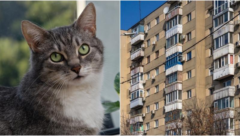 ccolaj foto o pisica tarcata cu ochi verzi si blocuri vechi bucuresti