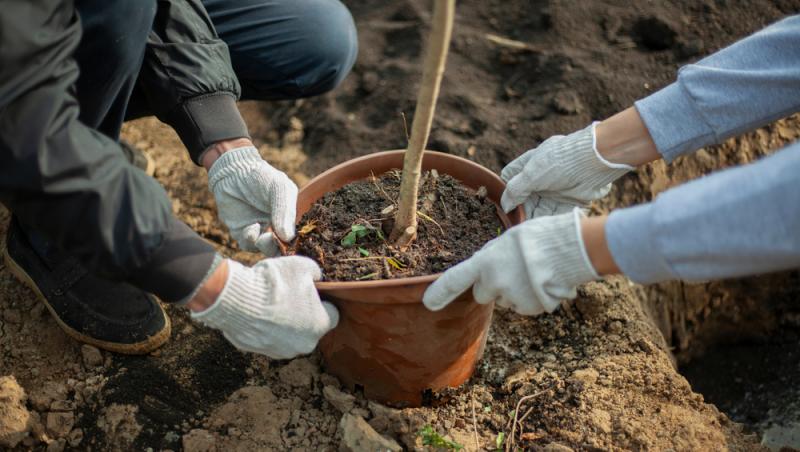 Înmormântările eco, tot mai populare decât cele tradiționale. Ce presupun și cât costă