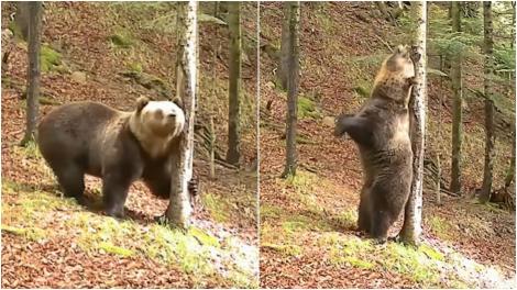 Imagini virale cu „Baloo din Romania”. Un urs a fost filmat de camerele Romsilva în timp ce se scarpină de un copac