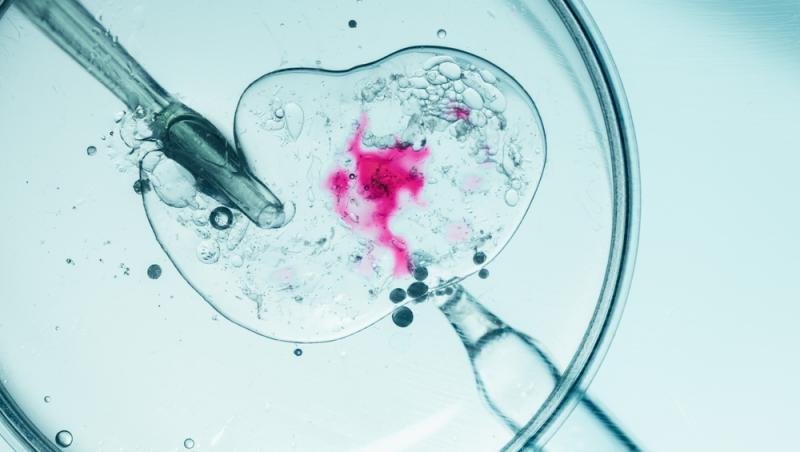 Prim-plan al procesului de fertilizare in vitro in culori vii