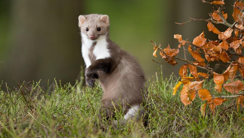 Apariție inedită la Baza Salvamont din Rânca. Ce animal a început să frecventeze locul
