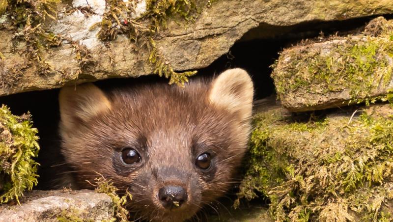 Apariție inedită la Baza Salvamont din Rânca. Ce animal a început să frecventeze locul