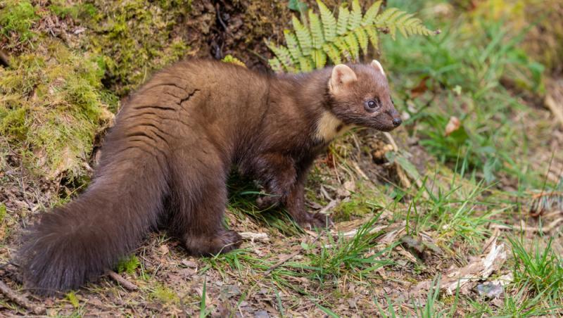 Apariție inedită la Baza Salvamont din Rânca. Ce animal a început să frecventeze locul