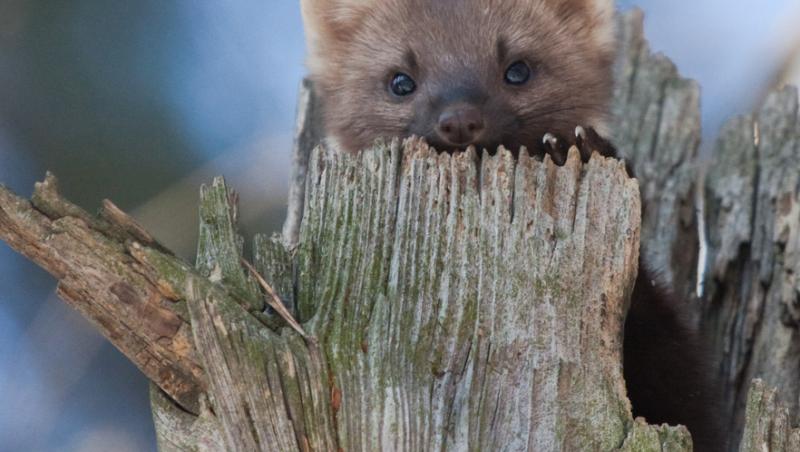 Apariție inedită la Baza Salvamont din Rânca. Ce animal a început să frecventeze locul