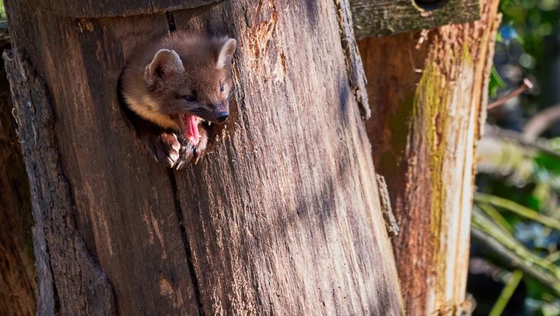 Apariție inedită la Baza Salvamont din Rânca. Ce animal a început să frecventeze locul