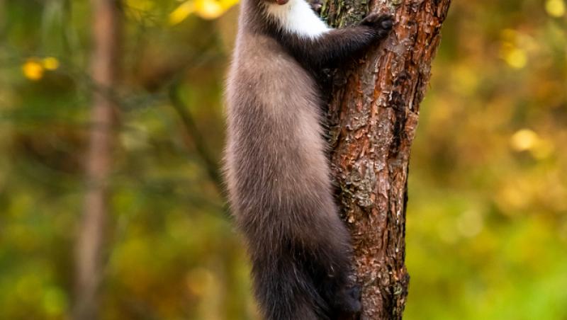 Apariție inedită la Baza Salvamont din Rânca. Ce animal a început să frecventeze locul