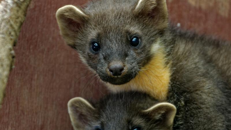 Apariție inedită la Baza Salvamont din Rânca. Ce animal a început să frecventeze locul