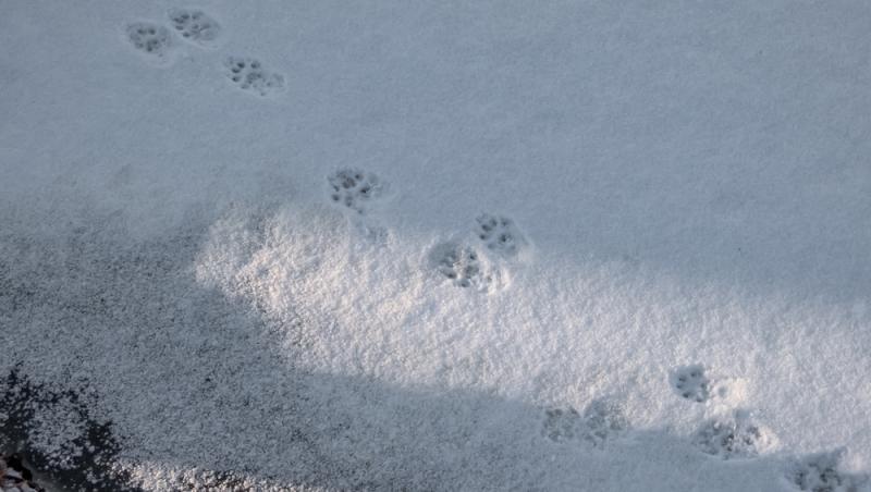 Apariție inedită la Baza Salvamont din Rânca. Ce animal a început să frecventeze locul