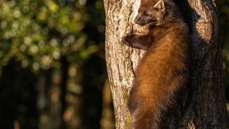 Apariție inedită la Baza Salvamont din Rânca. Ce animal a început să frecventeze locul