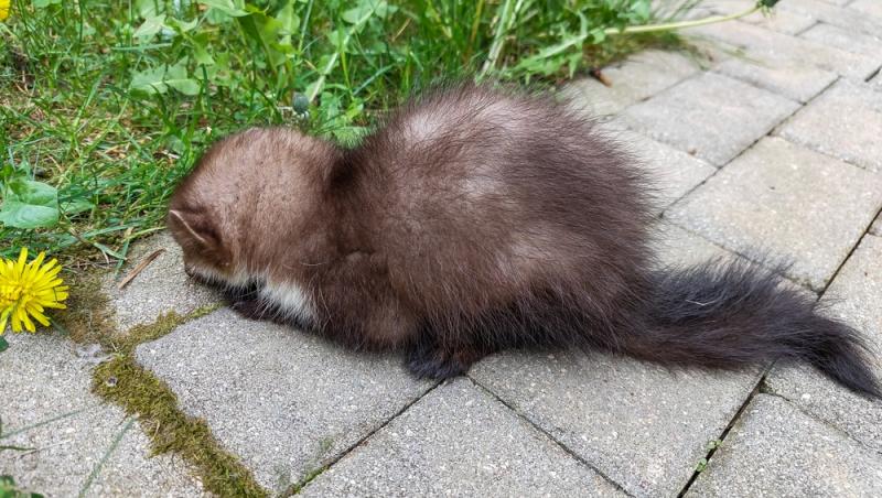 Apariție inedită la Baza Salvamont din Rânca. Ce animal a început să frecventeze locul