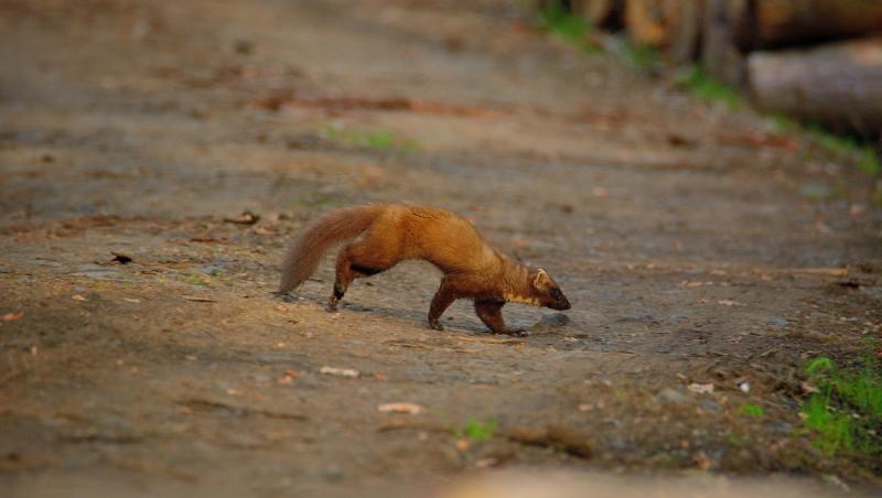 Apariție inedită la Baza Salvamont din Rânca. Ce animal a început să frecventeze locul