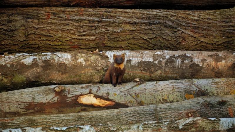 Apariție inedită la Baza Salvamont din Rânca. Ce animal a început să frecventeze locul