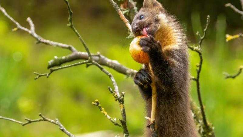 Apariție inedită la Baza Salvamont din Rânca. Ce animal a început să frecventeze locul