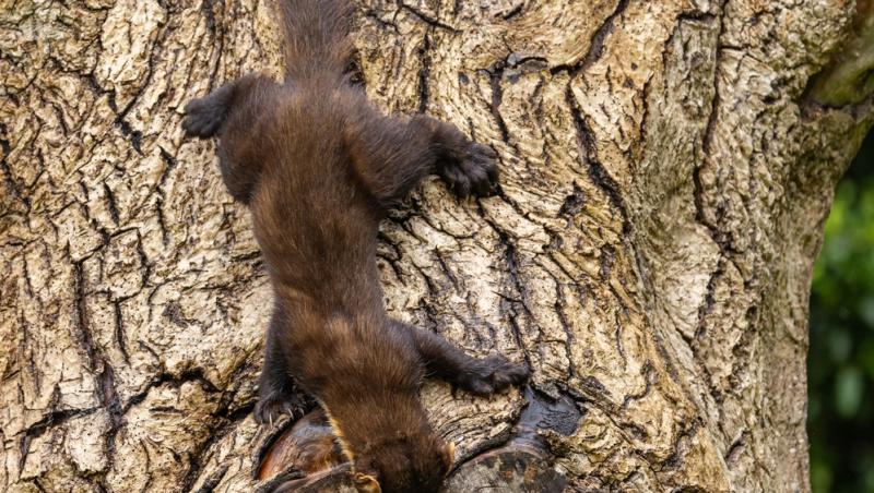 Apariție inedită la Baza Salvamont din Rânca. Ce animal a început să frecventeze locul