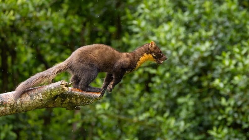 Apariție inedită la Baza Salvamont din Rânca. Ce animal a început să frecventeze locul