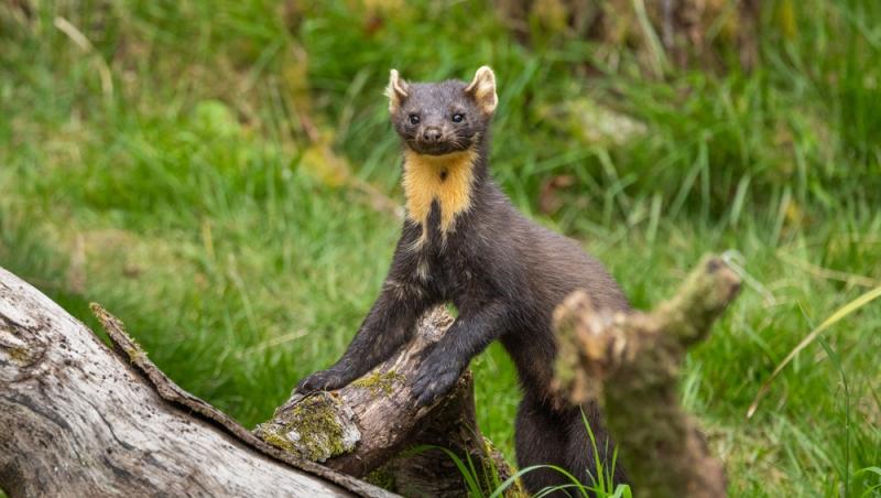 Apariție inedită la Baza Salvamont din Rânca. Ce animal a început să frecventeze locul