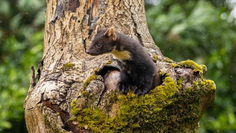 Apariție inedită la Baza Salvamont din Rânca. Ce animal a început să frecventeze locul
