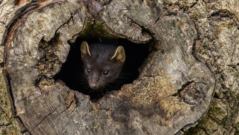 Apariție inedită la Baza Salvamont din Rânca. Ce animal a început să frecventeze locul