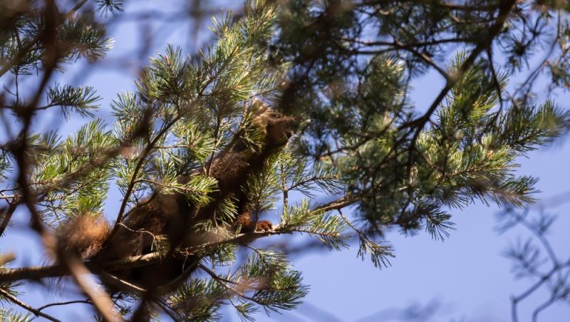 Apariție inedită la Baza Salvamont din Rânca. Ce animal a început să frecventeze locul