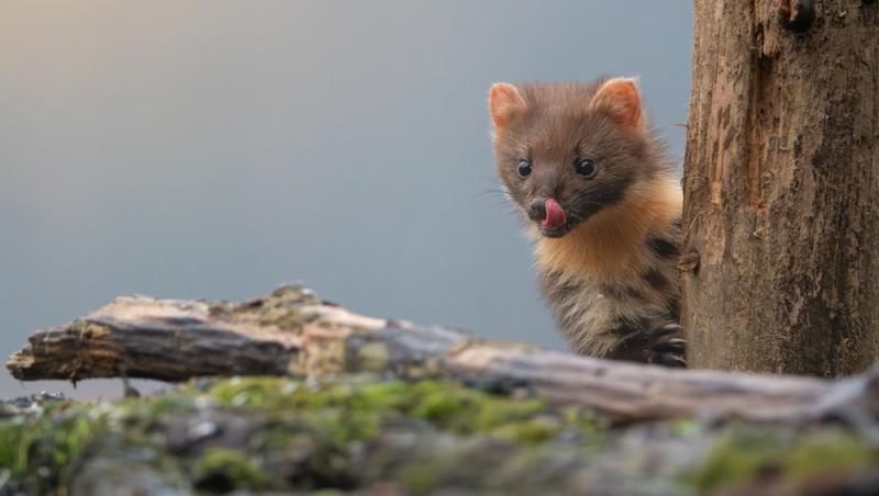 Apariție inedită la Baza Salvamont din Rânca. Ce animal a început să frecventeze locul