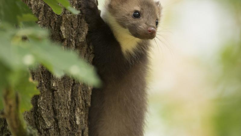 Apariție inedită la Baza Salvamont din Rânca. Ce animal a început să frecventeze locul