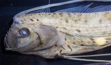 Peștele "vestitorul apocalipsei", găsit eșuat pe o plajă din Australia. Descoperirea care i-a îngrozit pe pescari