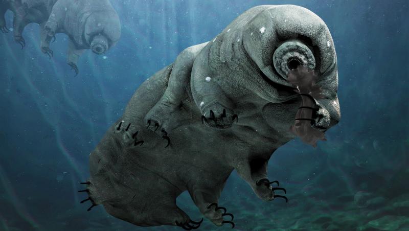 Ce animal poate trăi în condiții extreme. Nu moare nici dacă e înghețat, ars sau otrăvit