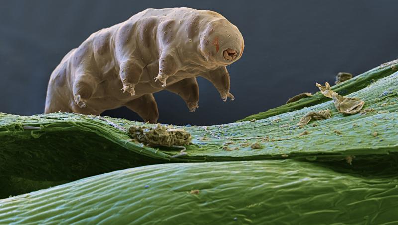 Ce animal poate trăi în condiții extreme. Nu moare nici dacă e înghețat, ars sau otrăvit