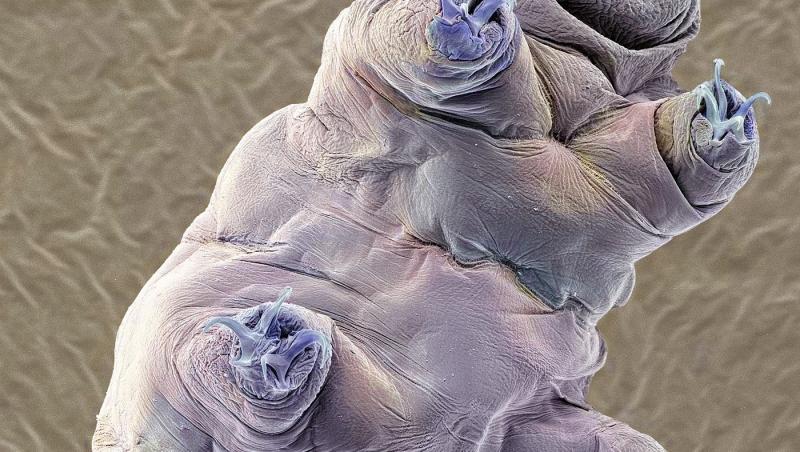 Ce animal poate trăi în condiții extreme. Nu moare nici dacă e înghețat, ars sau otrăvit