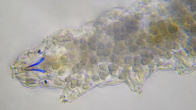 Ce animal poate trăi în condiții extreme. Nu moare nici dacă e înghețat, ars sau otrăvit