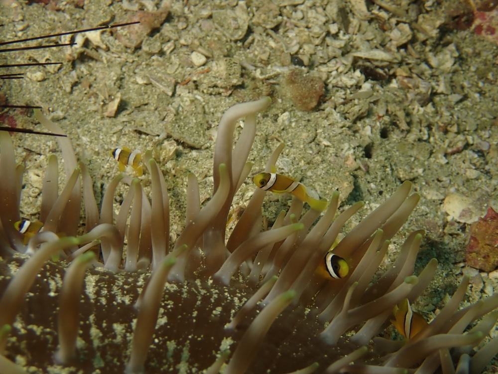 tardigrade în apă lângă pești
