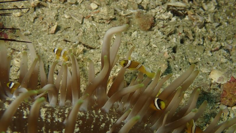 tardigrade în apă lângă pești