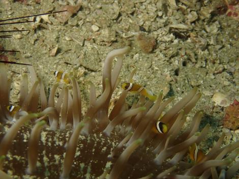 Ce animal poate trăi &icirc;n condiții extreme. Nu moare nici dacă e &icirc;nghețat, ars sau otrăvit