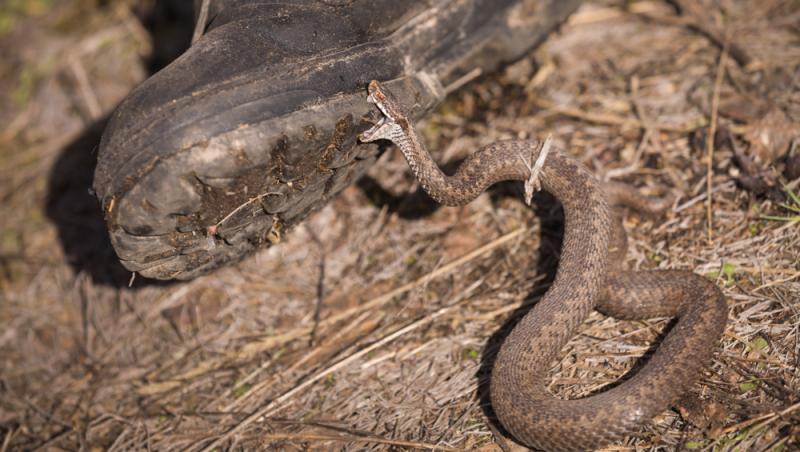 Un om s-a lăsat mușcat de șerpi de 200 de ori. Motivul bizar pentru care a ales să recurgă la gestul extrem