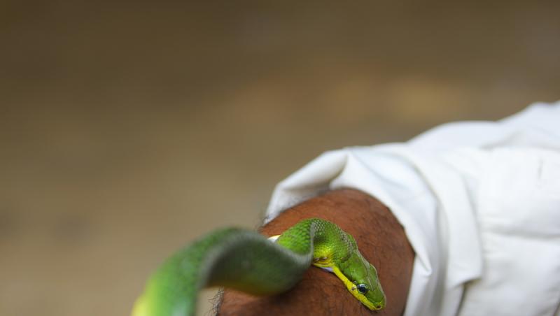 Un om s-a lăsat mușcat de șerpi de 200 de ori. Motivul bizar pentru care a ales să recurgă la gestul extrem