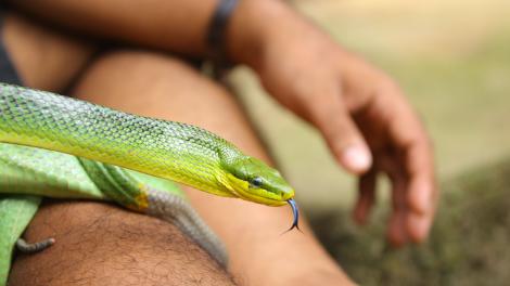 Un om s-a lăsat mușcat de șerpi de 200 de ori. Motivul bizar pentru care a ales să recurgă la gestul extrem