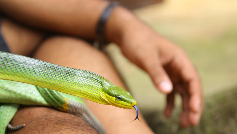 Un om s-a lăsat mușcat de șerpi de 200 de ori. Motivul bizar pentru care a ales să recurgă la gestul extrem