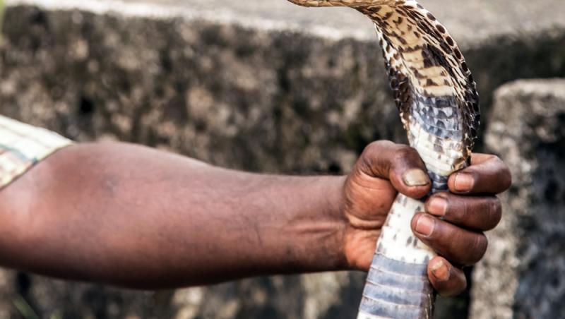 Un om s-a lăsat mușcat de șerpi de 200 de ori. Motivul bizar pentru care a ales să recurgă la gestul extrem