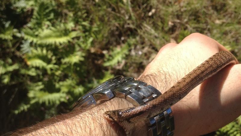 Un om s-a lăsat mușcat de șerpi de 200 de ori. Motivul bizar pentru care a ales să recurgă la gestul extrem