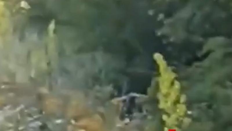 Pantera neagră pierdută din Bulgaria, ar fi fost văzută în Giurgiu. Ce au transmis autoritățile