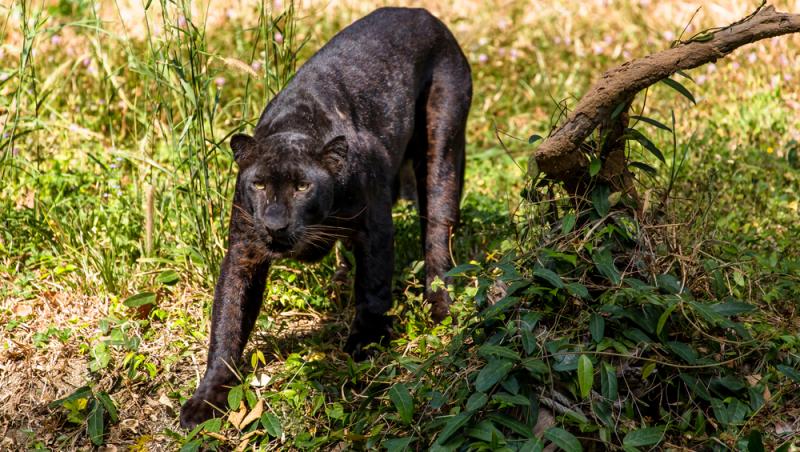 imagine cu o pantera neagra pe iarba