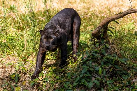 Pantera neagră pierdută din Bulgaria, ar fi fost văzută în Giurgiu. Ce au transmis autoritățile