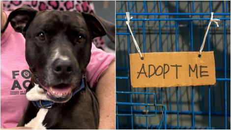 Cum a salvat o cățelușă fără stăpân un bărbat, în timpul unui târg de adopții. A devenit eroina adăpostului