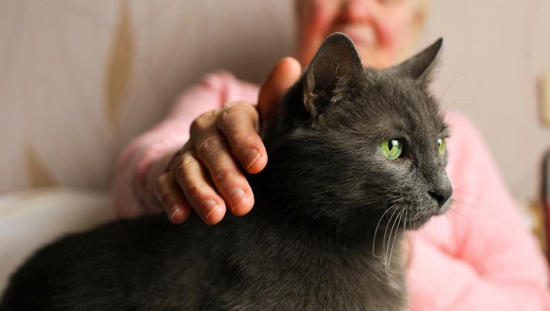 O bătrână din Elveția a fost dată în judecată după ce a hrănit în repetate rânduri pisica vecinului. Ce lege au în vigoare acolo