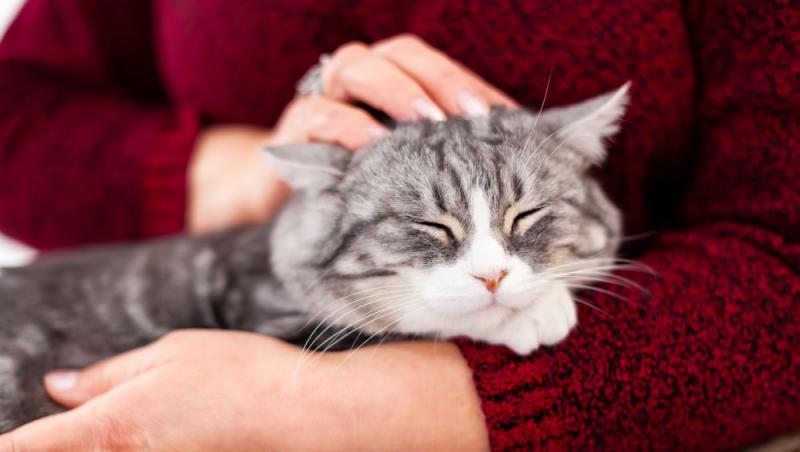 O bătrână din Elveția a fost dată în judecată după ce a hrănit în repetate rânduri pisica vecinului. Ce lege au în vigoare acolo