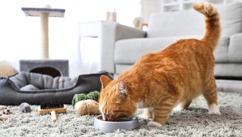 O bătrână din Elveția a fost dată în judecată după ce a hrănit în repetate rânduri pisica vecinului. Ce lege au în vigoare acolo